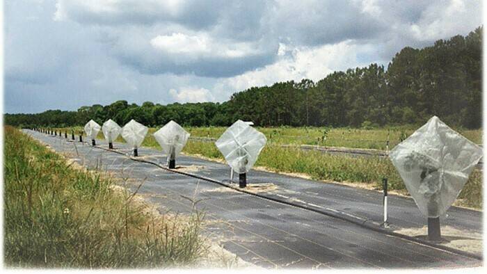 mallas cítricos|actual-citricos-2017|freshnaranja